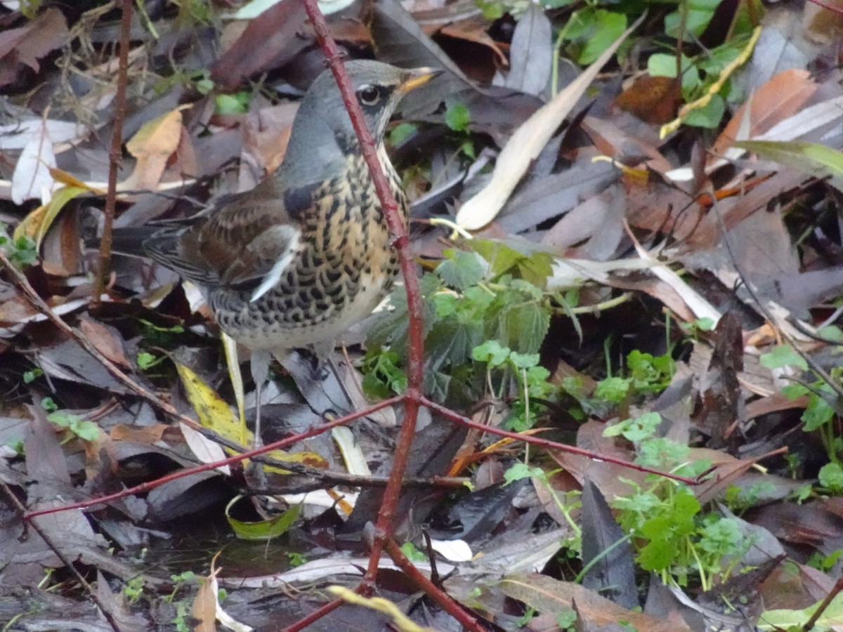 Fieldfare - ML646646658