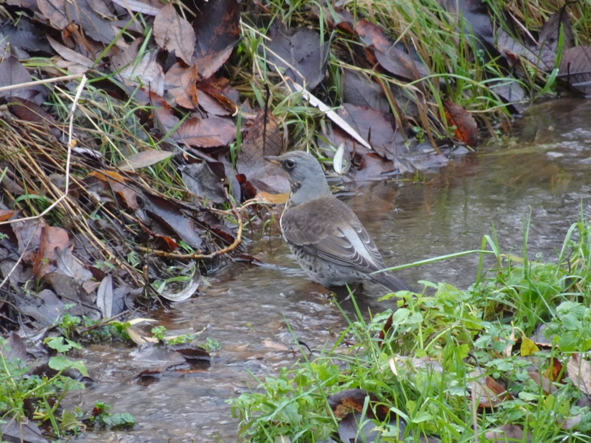 Fieldfare - ML646646659