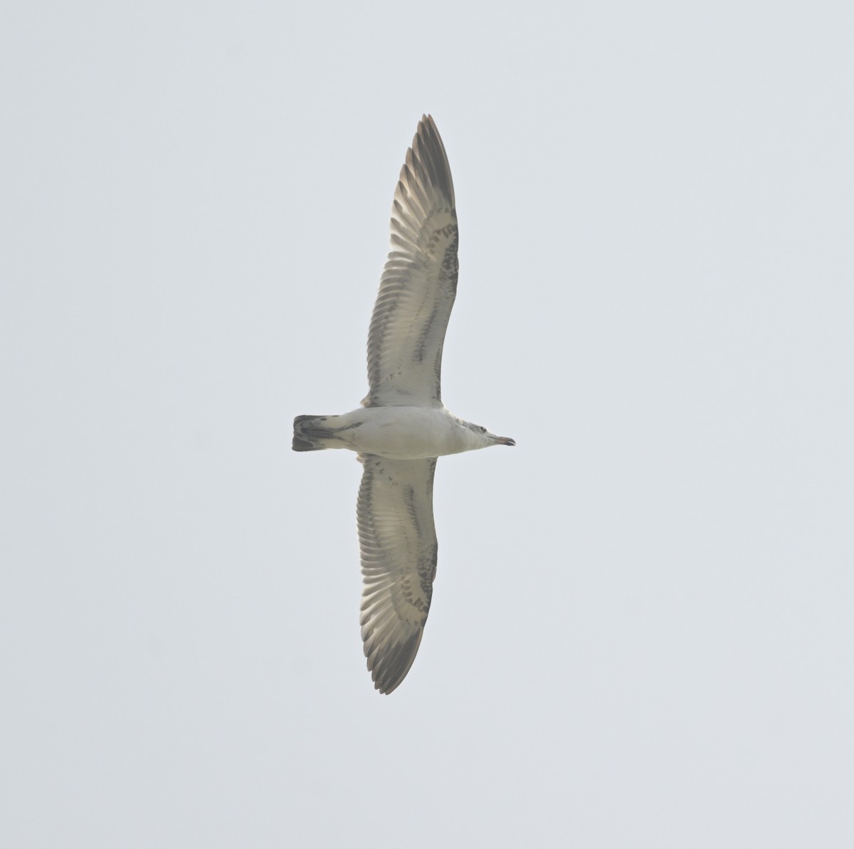 Pallas's Gull - ML646646660