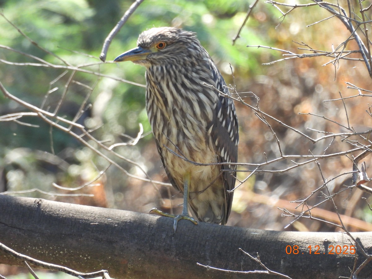 Bihoreau gris - ML646646661