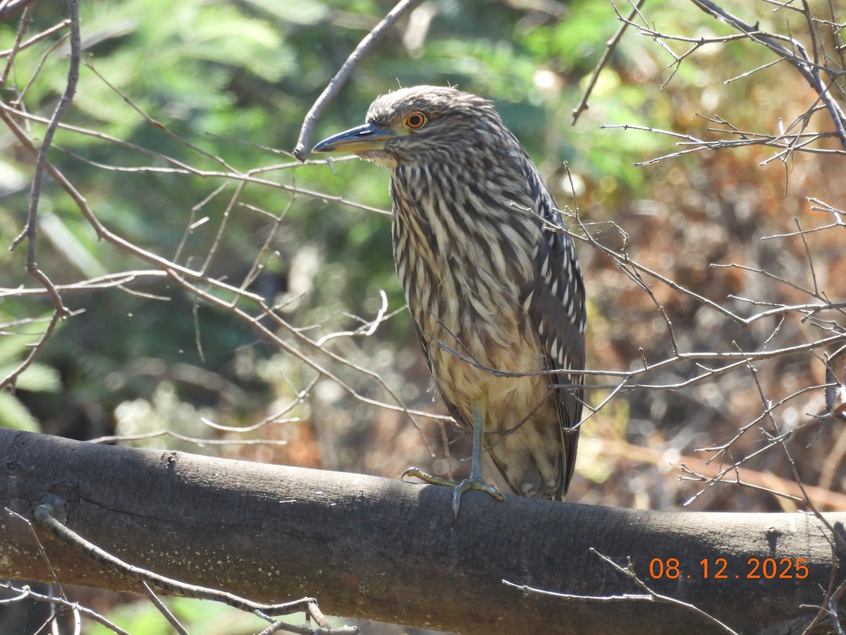 Bihoreau gris - ML646646662