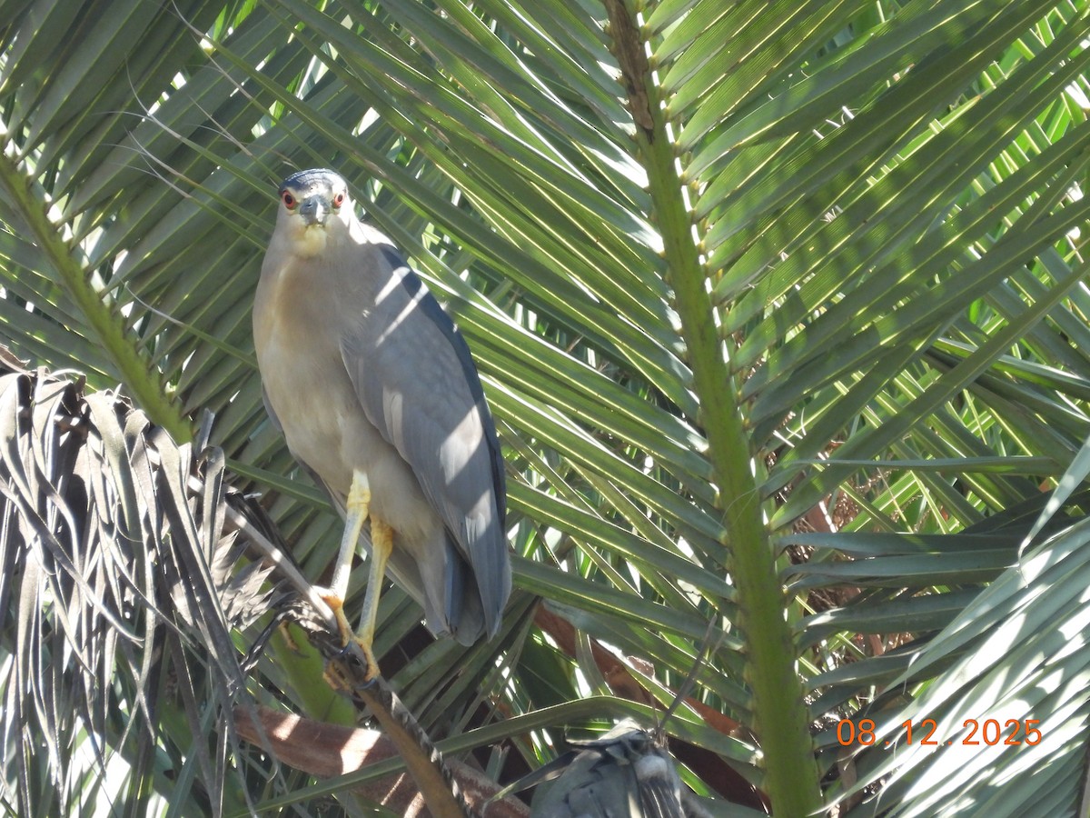 Bihoreau gris - ML646646663