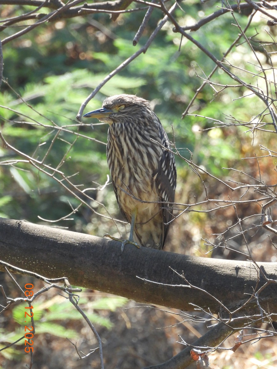 Bihoreau gris - ML646646665