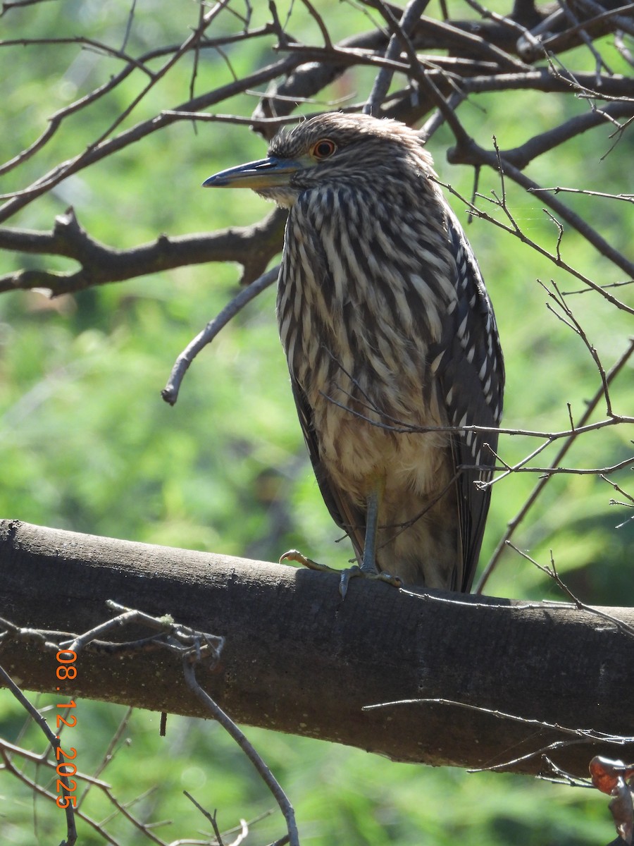 Bihoreau gris - ML646646666