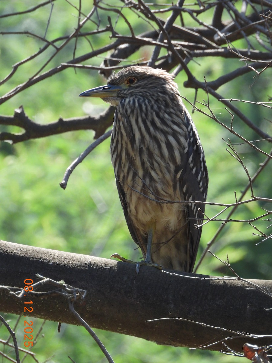 Bihoreau gris - ML646646667