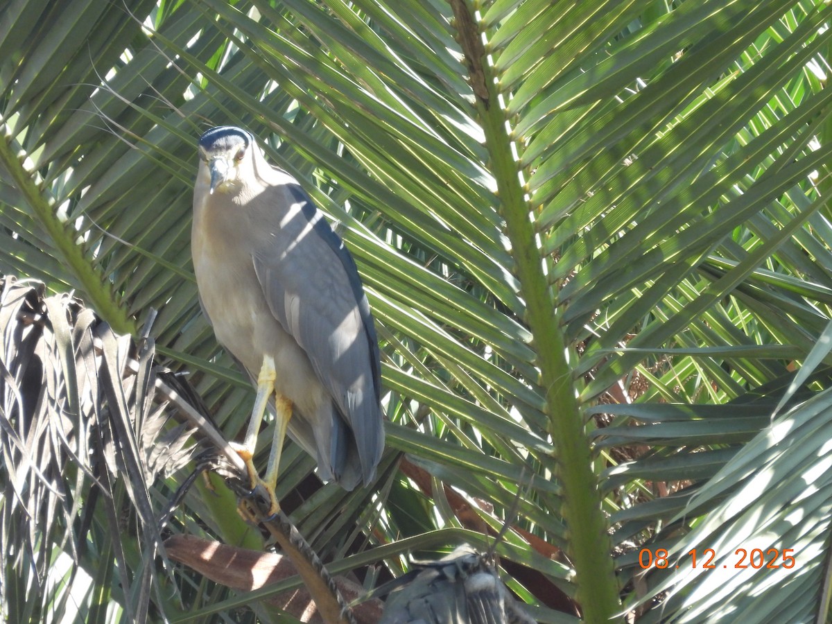 Bihoreau gris - ML646646668