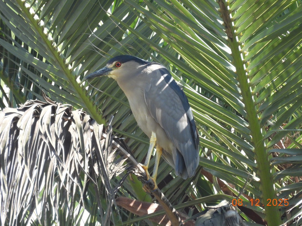 Bihoreau gris - ML646646669