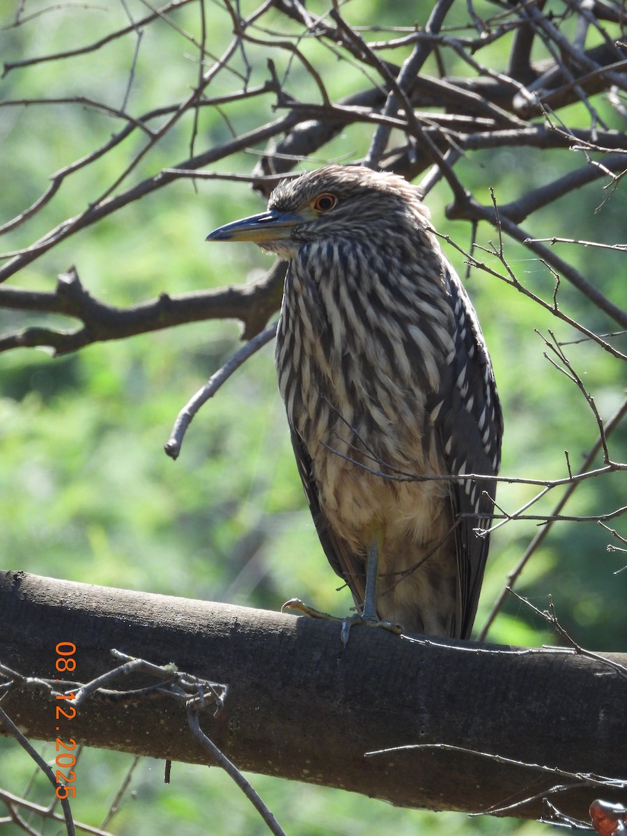 Bihoreau gris - ML646646670