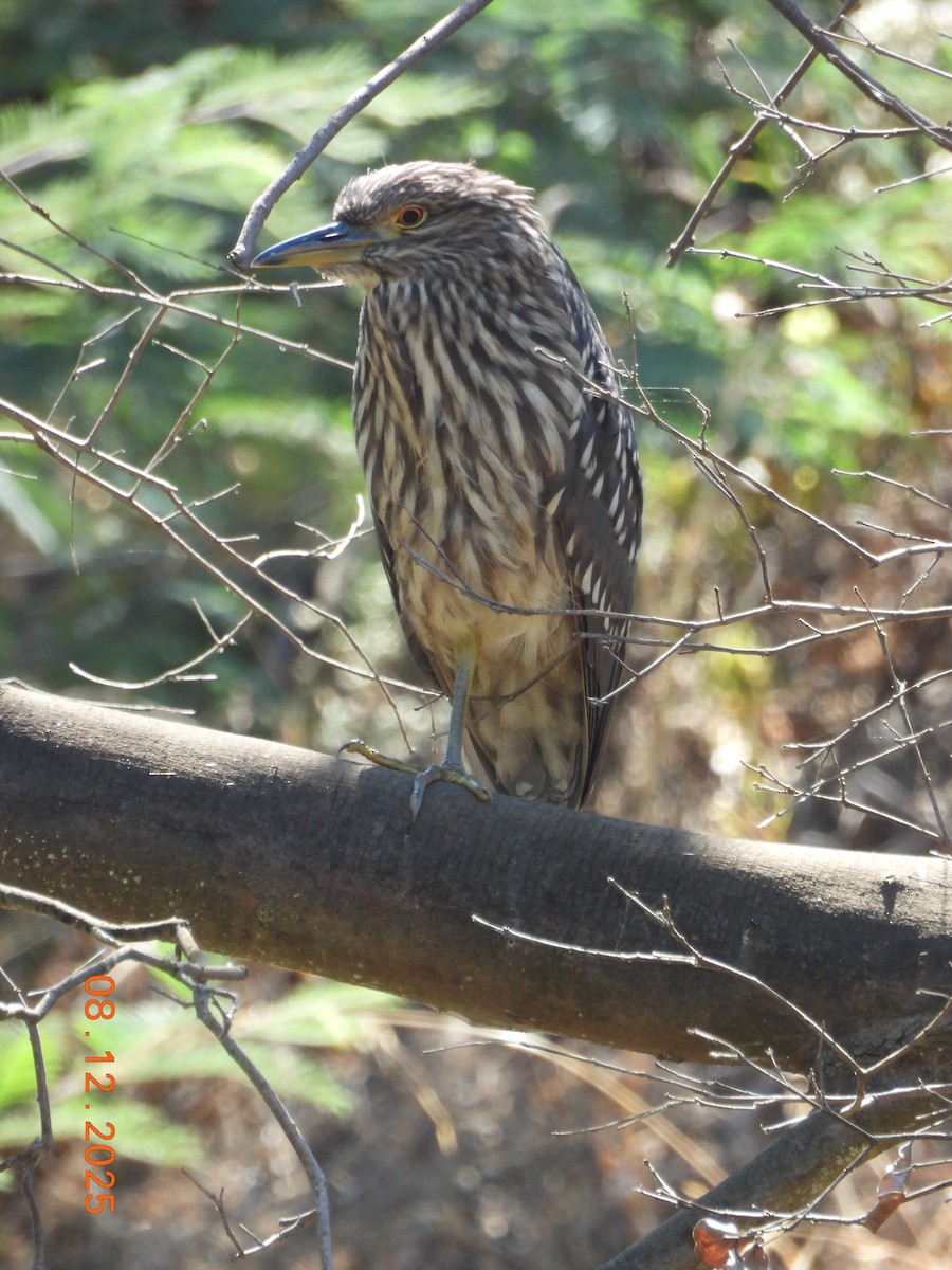 Bihoreau gris - ML646646671