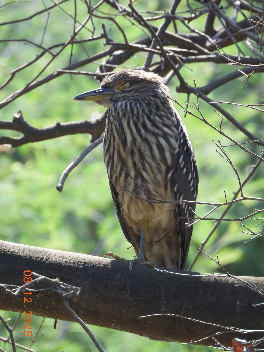 Bihoreau gris - ML646646672