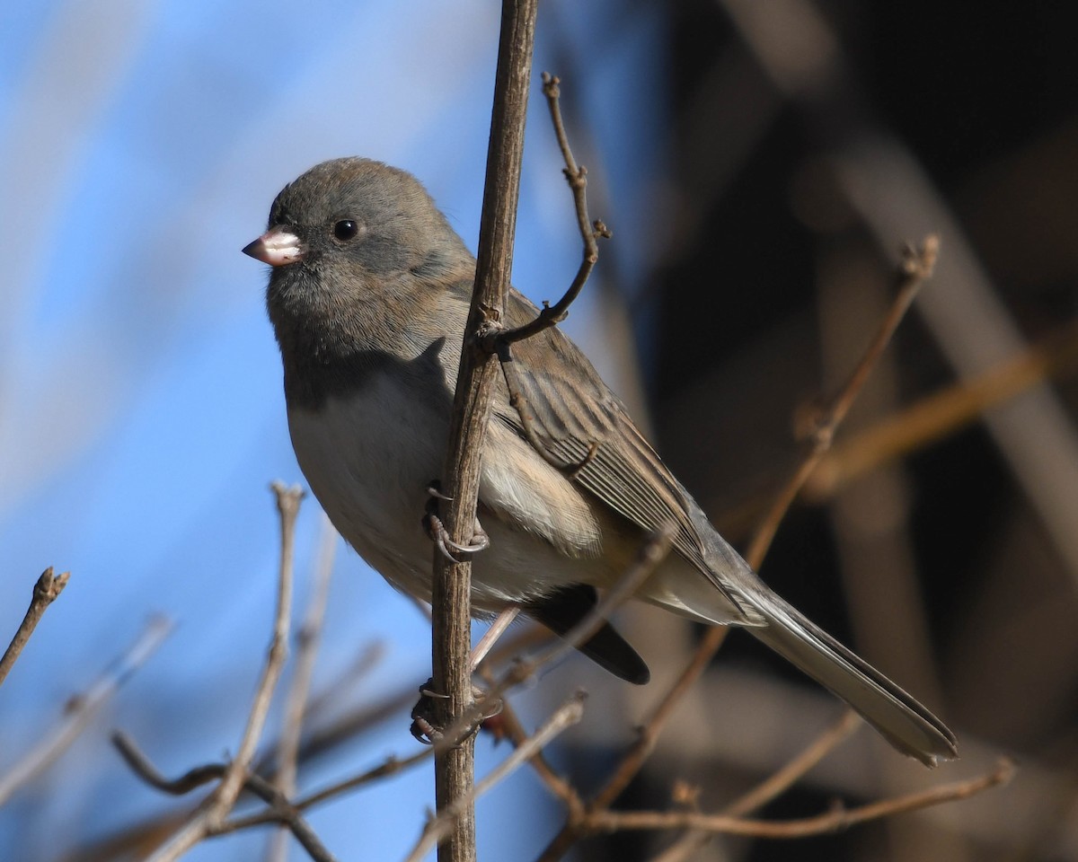 Dark-eyed Junco - ML646646673