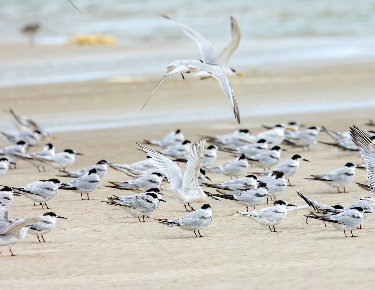 Sterne de Dougall - ML646646675