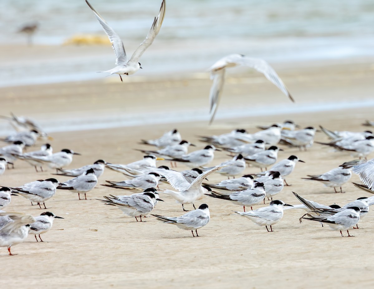 Sterne de Dougall - ML646646676