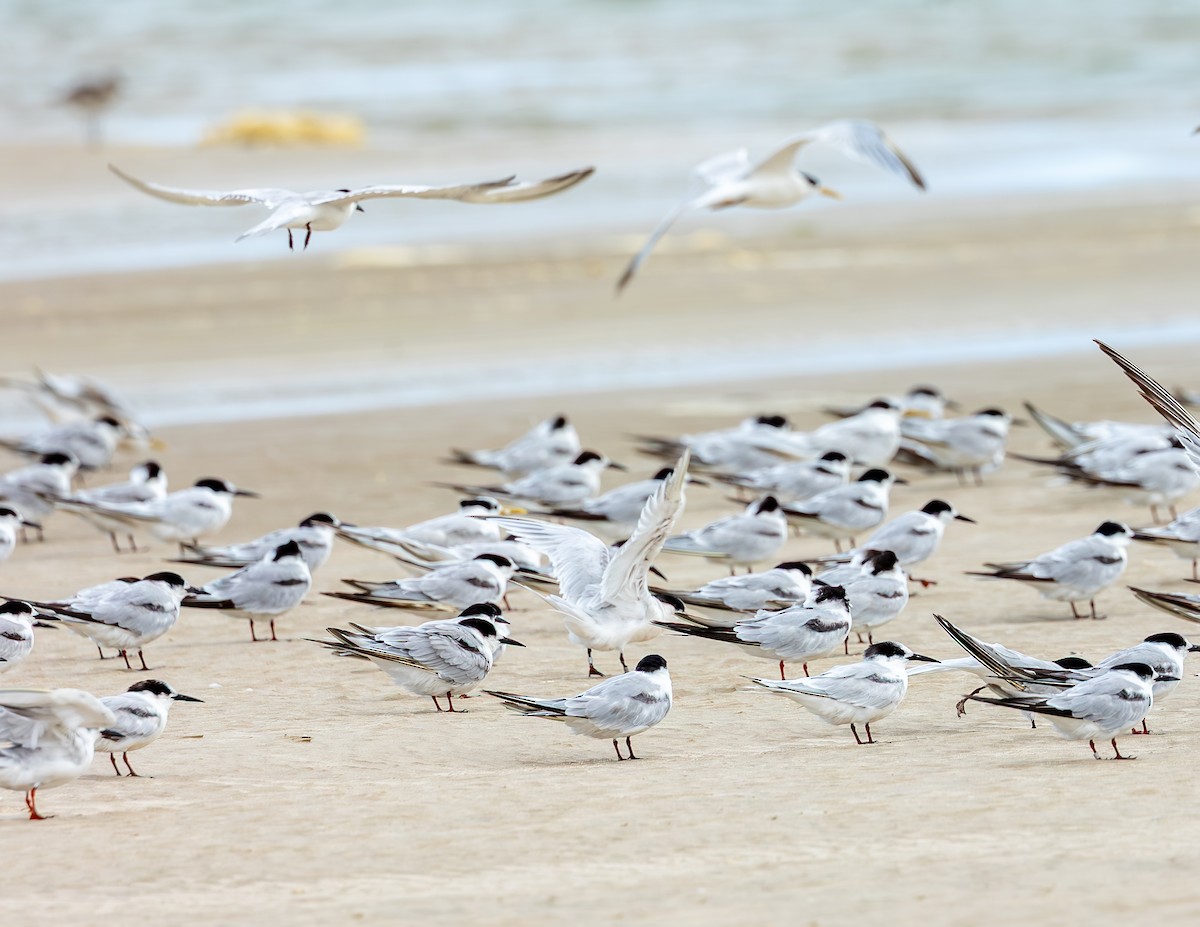 Sterne de Dougall - ML646646677