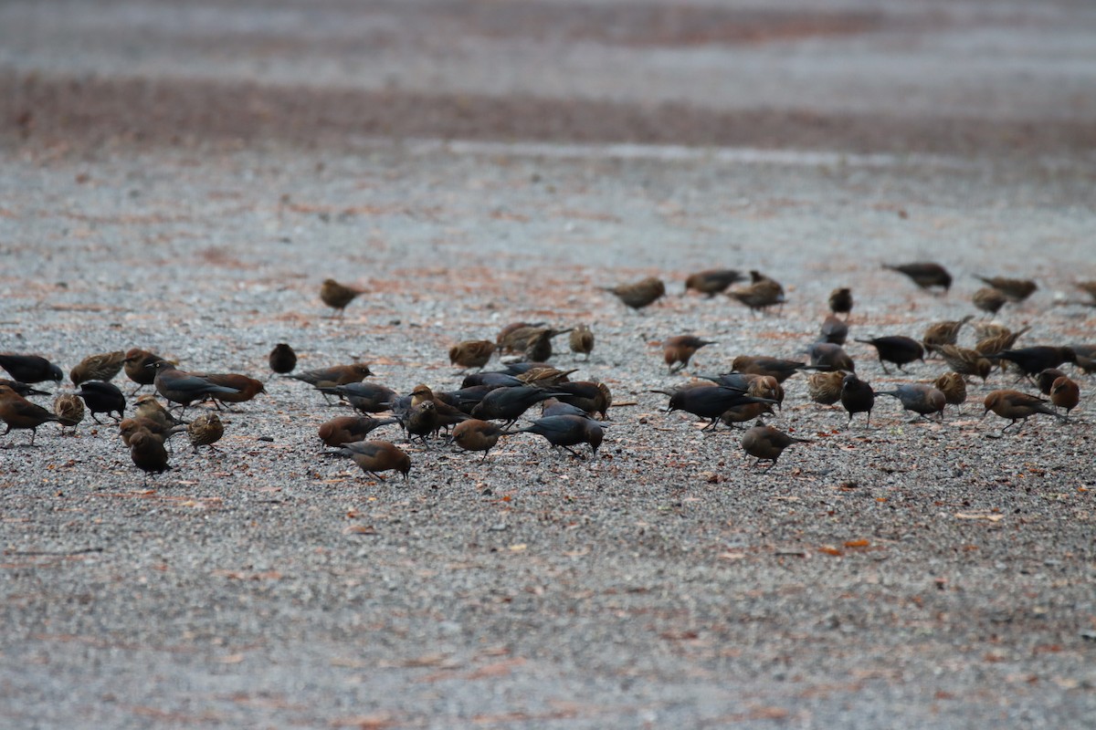 Red-winged Blackbird - ML646646678