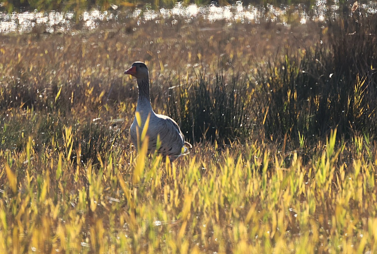 grågås - ML646646684