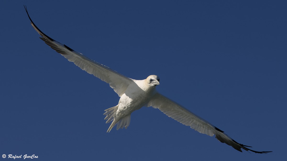 Alcatraz Atlántico - ML646646686