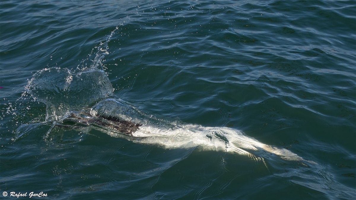 Alcatraz Atlántico - ML646646687