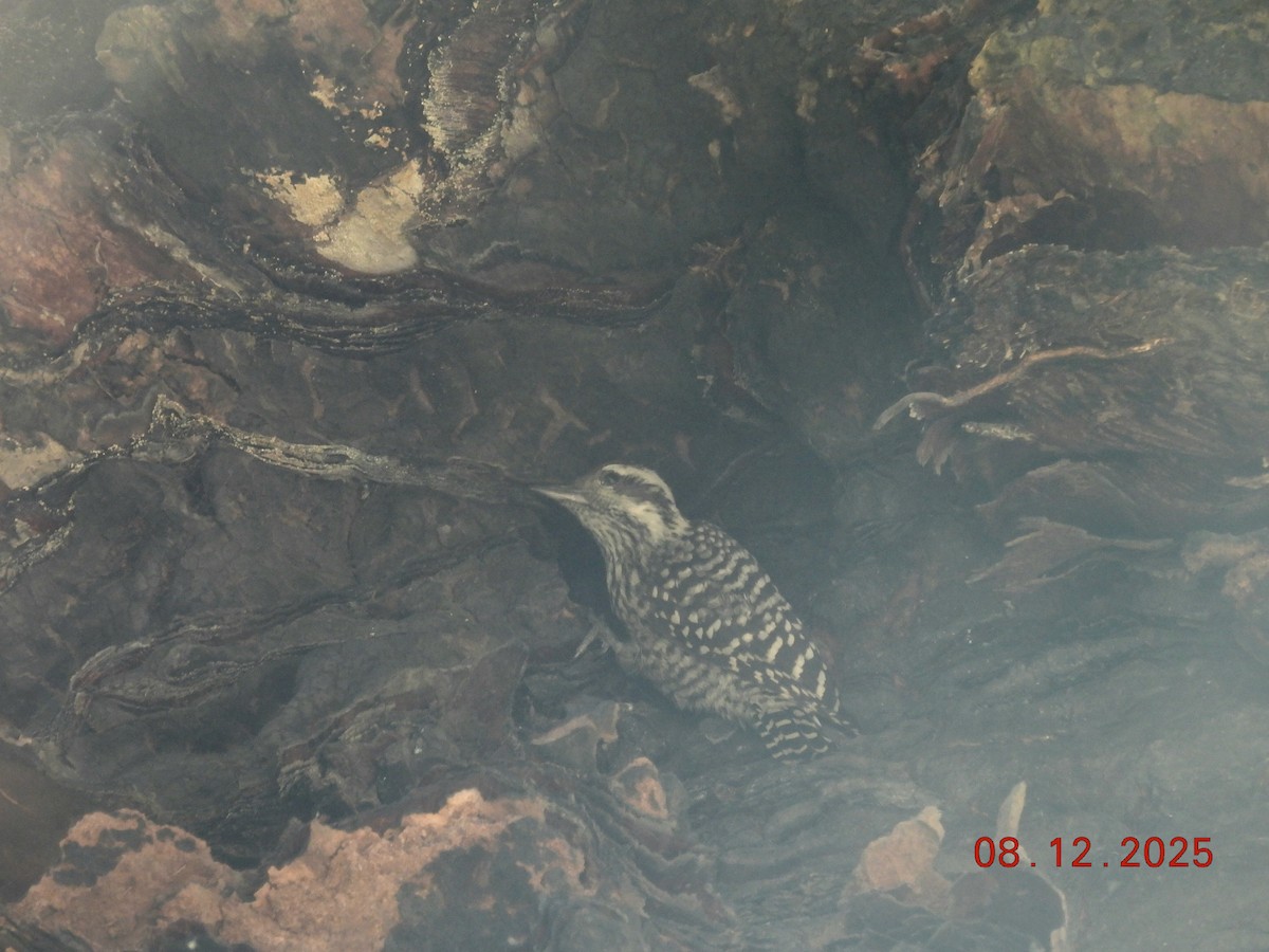 Pic bûcheron - ML646646688