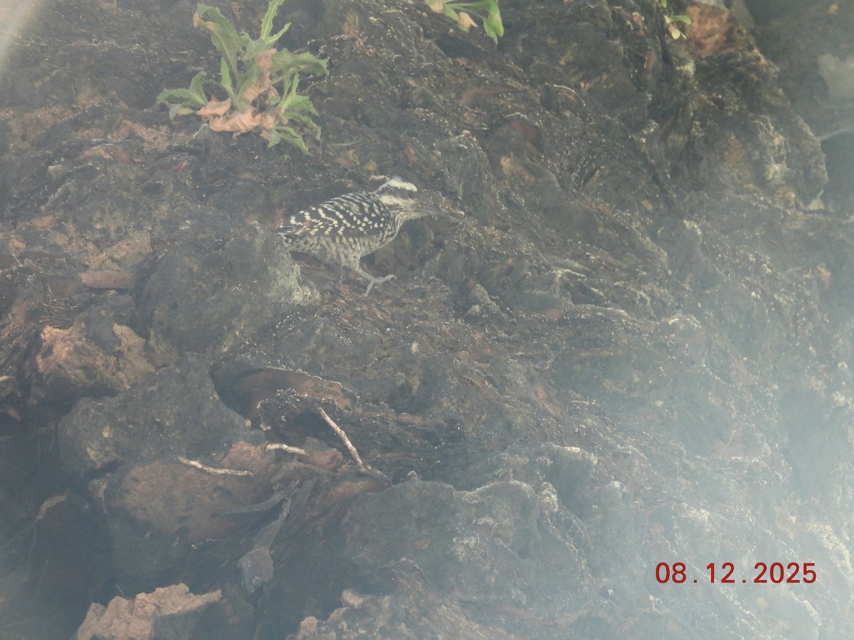 Pic bûcheron - ML646646689