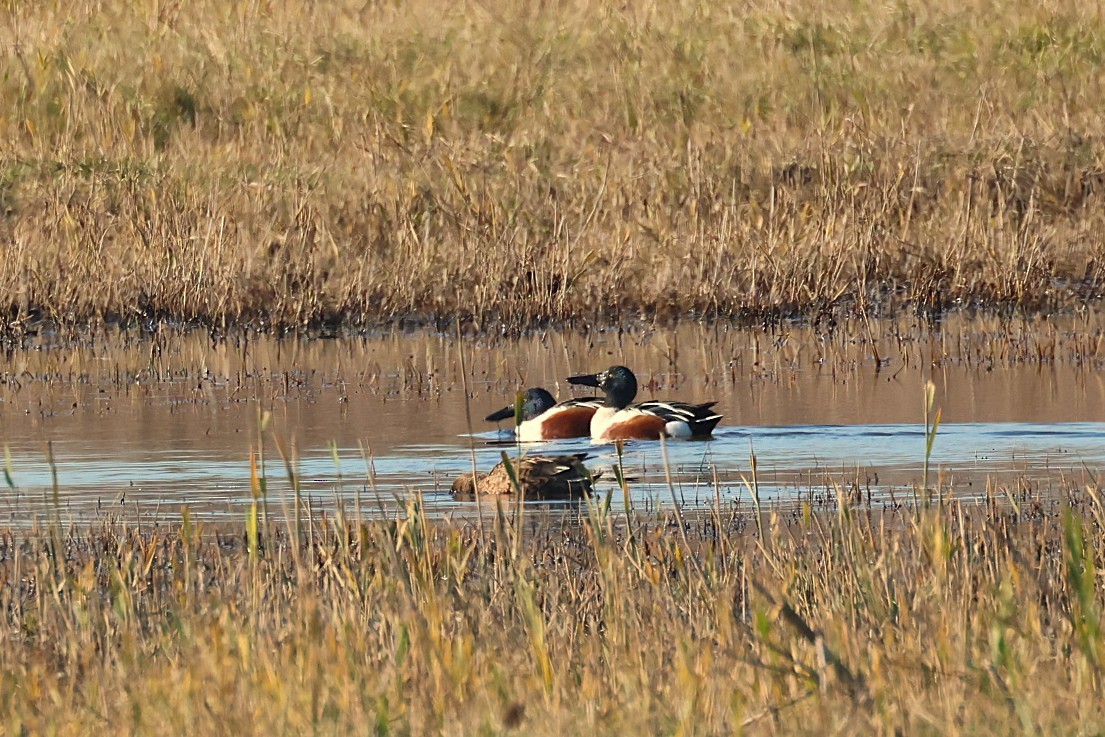Northern Shoveler - ML646646690