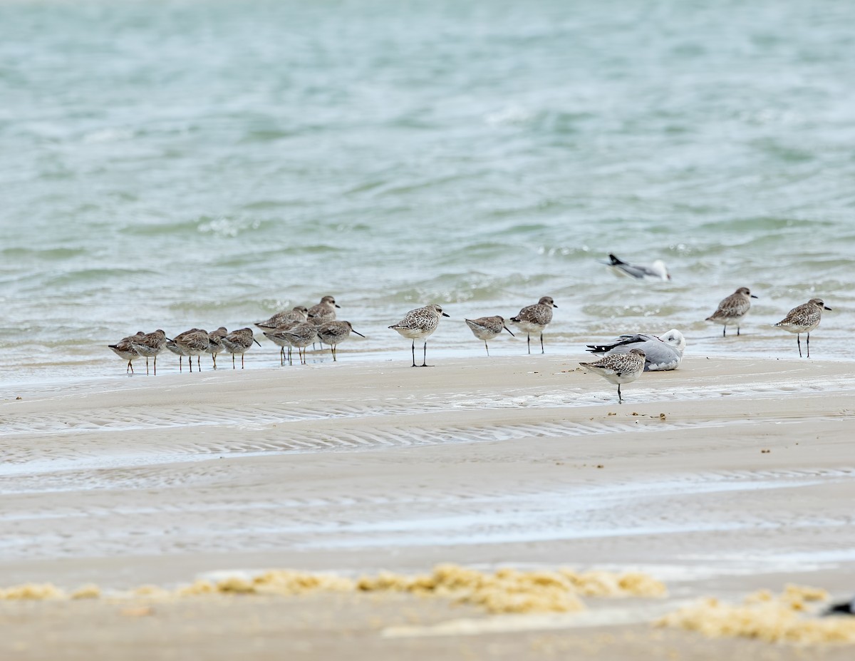 Bécassin roux - ML646646691