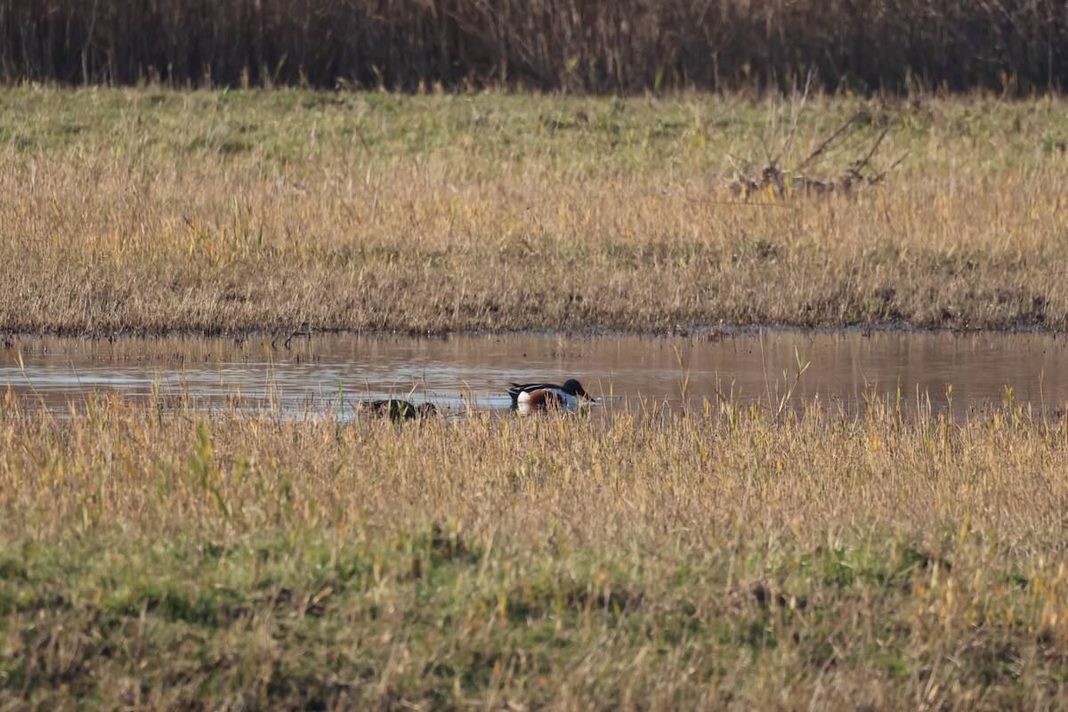 Northern Shoveler - ML646646692