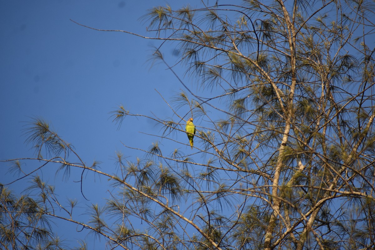 Perruche à tête prune - ML646646698