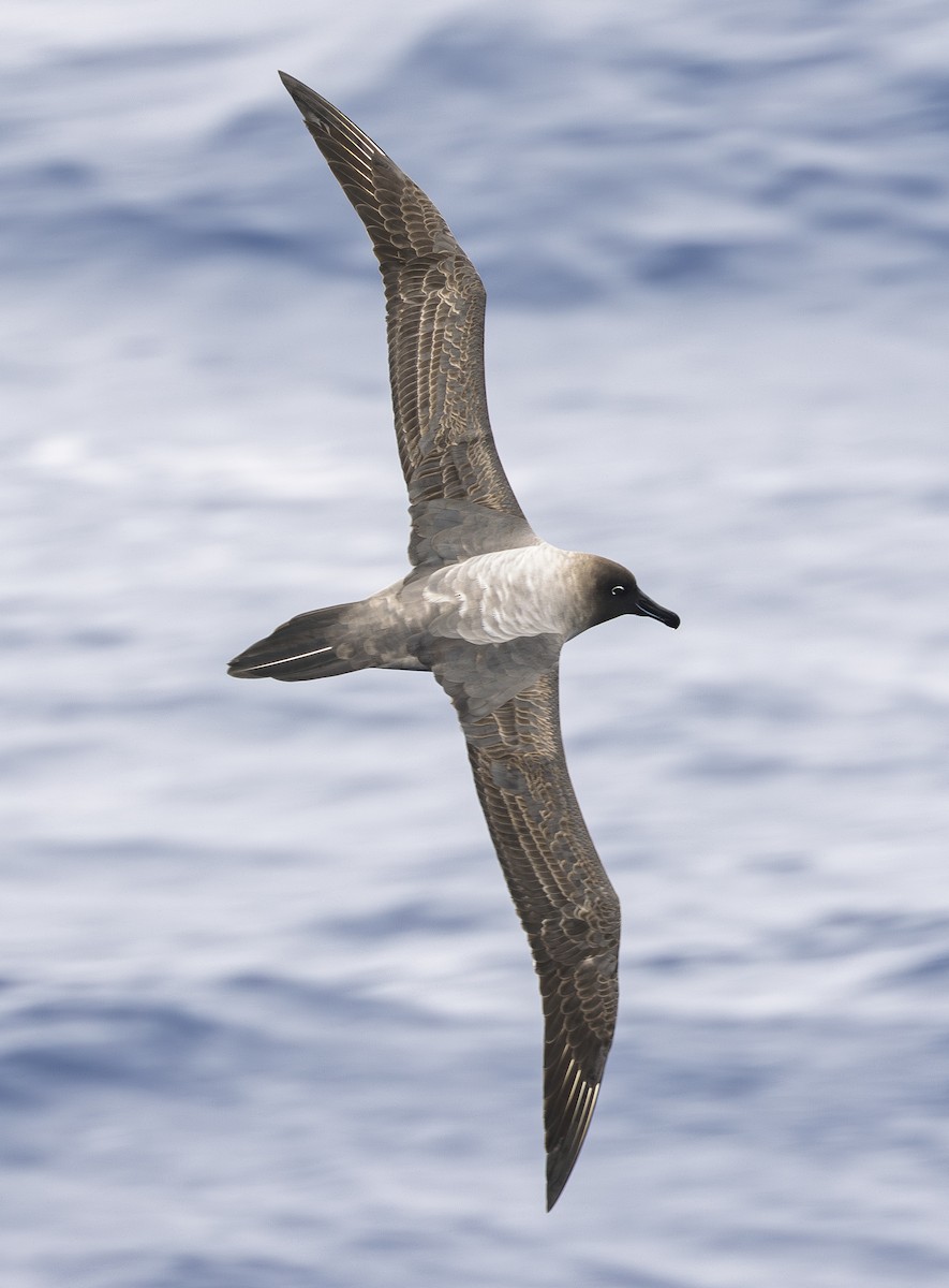 Light-mantled Albatross - ML646646699