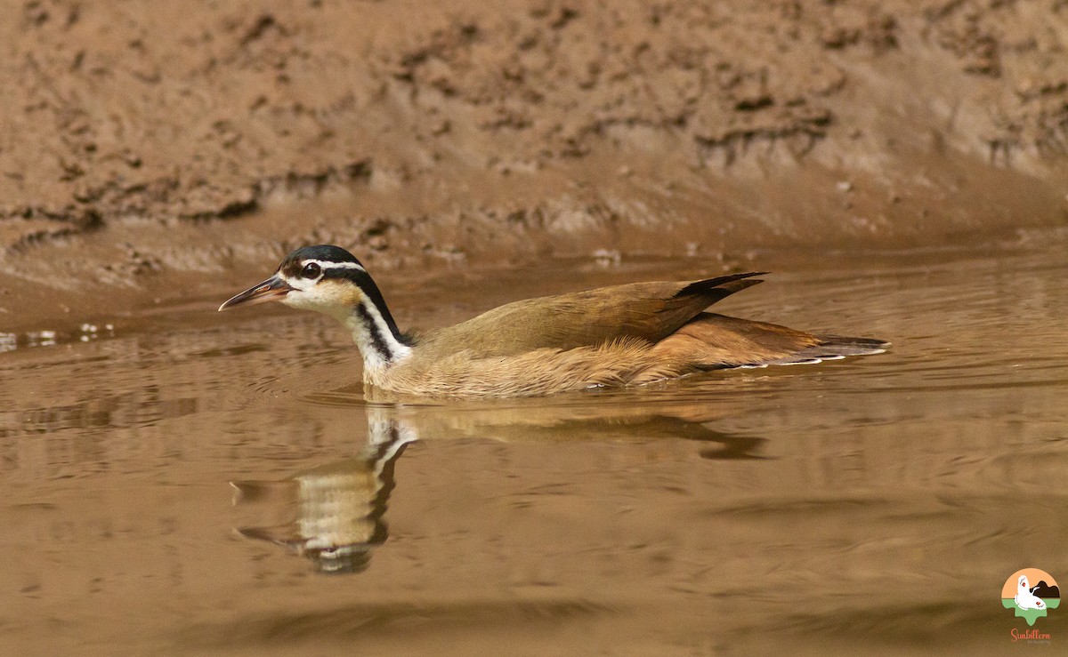 Sungrebe - ML646646701