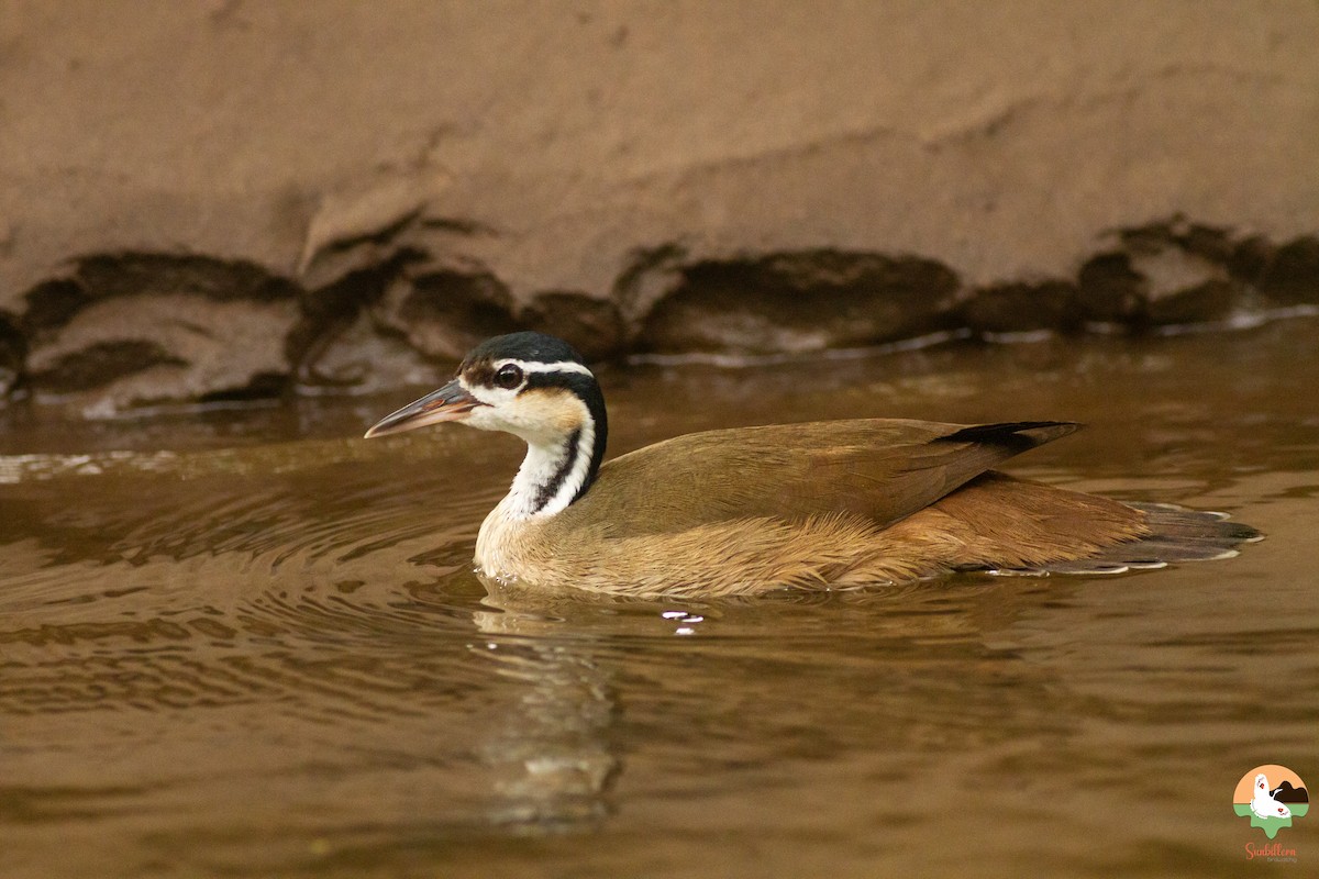 Sungrebe - ML646646702