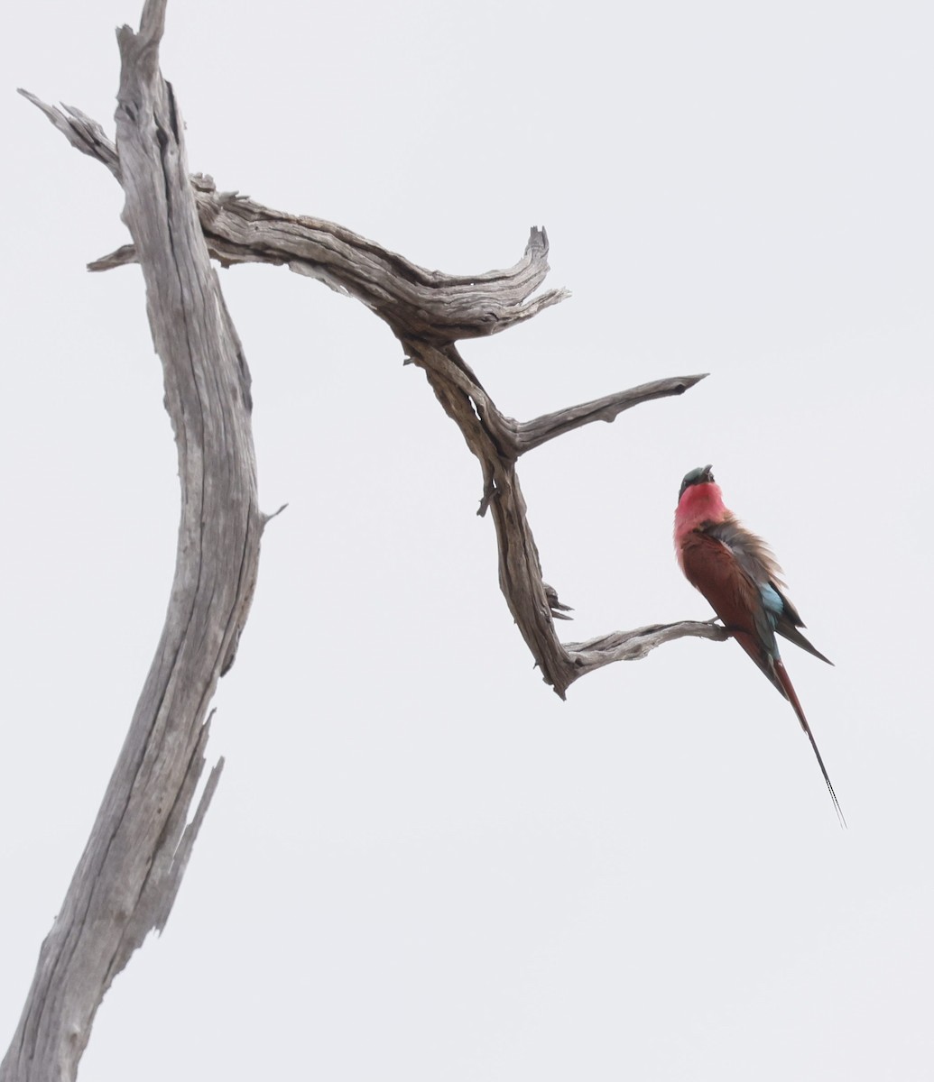 sinoberbieter - ML646646703