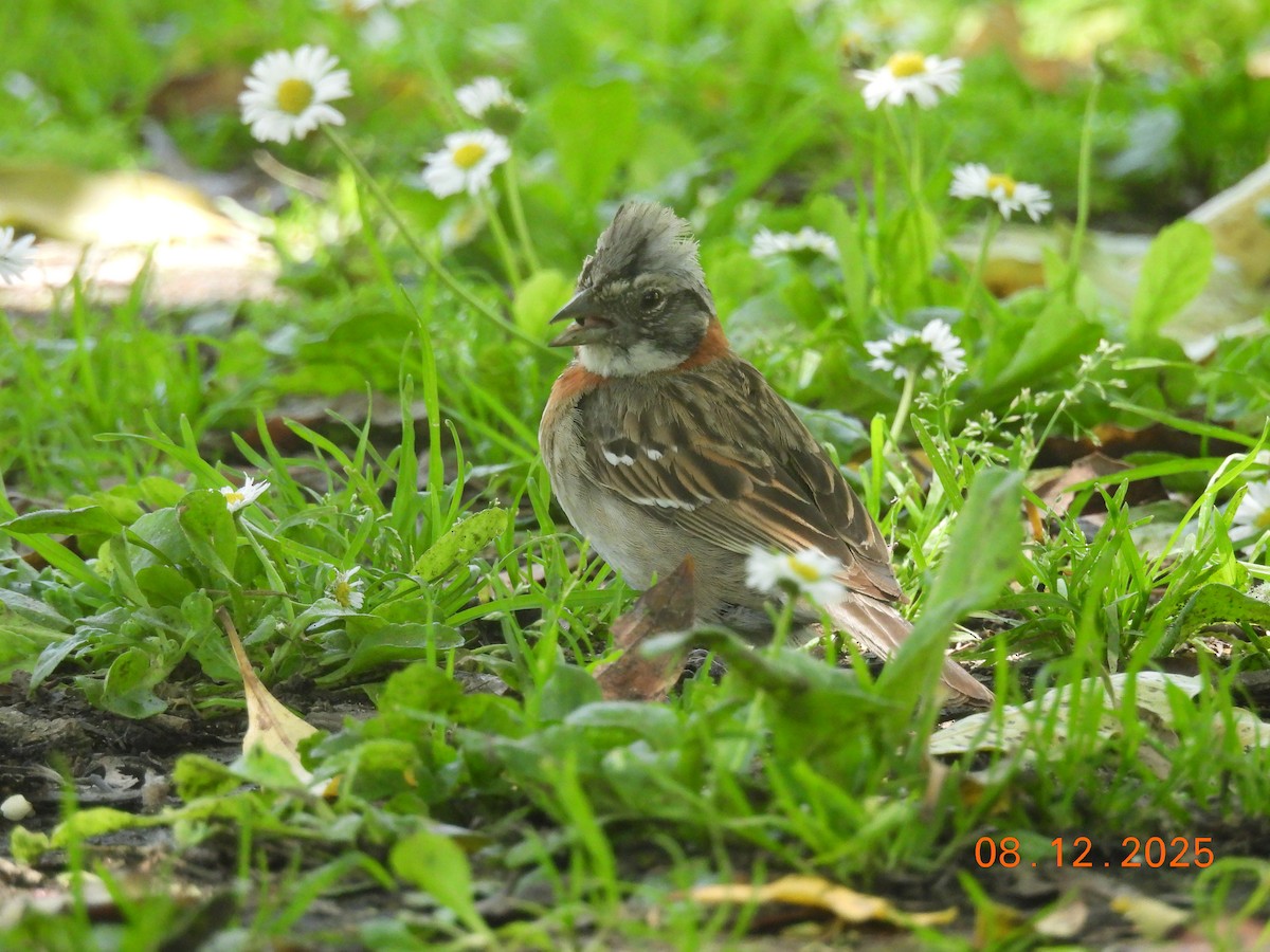 Bruant chingolo - ML646646704