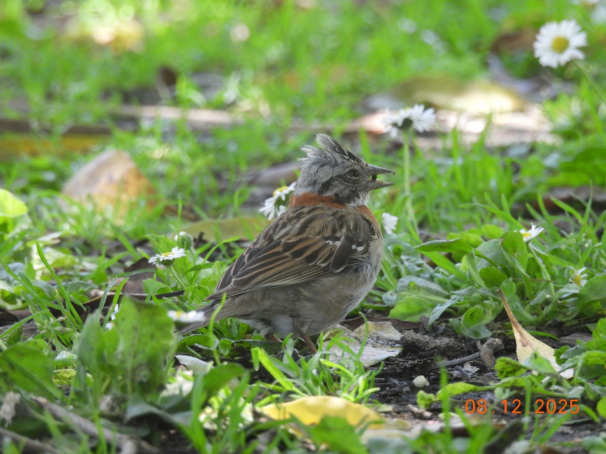 Bruant chingolo - ML646646705