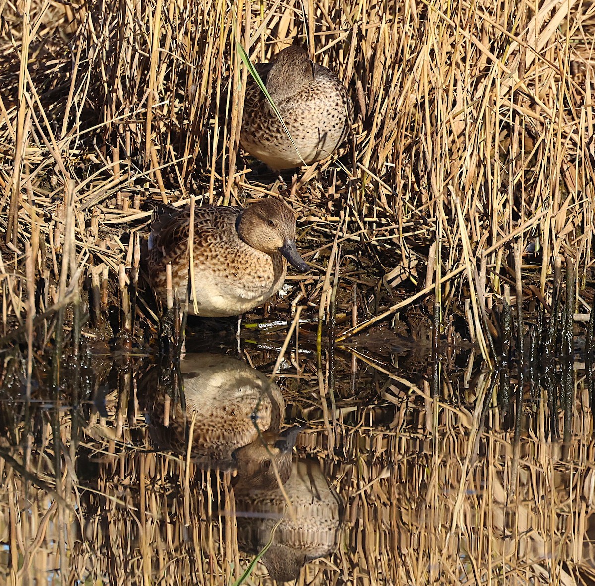 Green-winged Teal - ML646646706