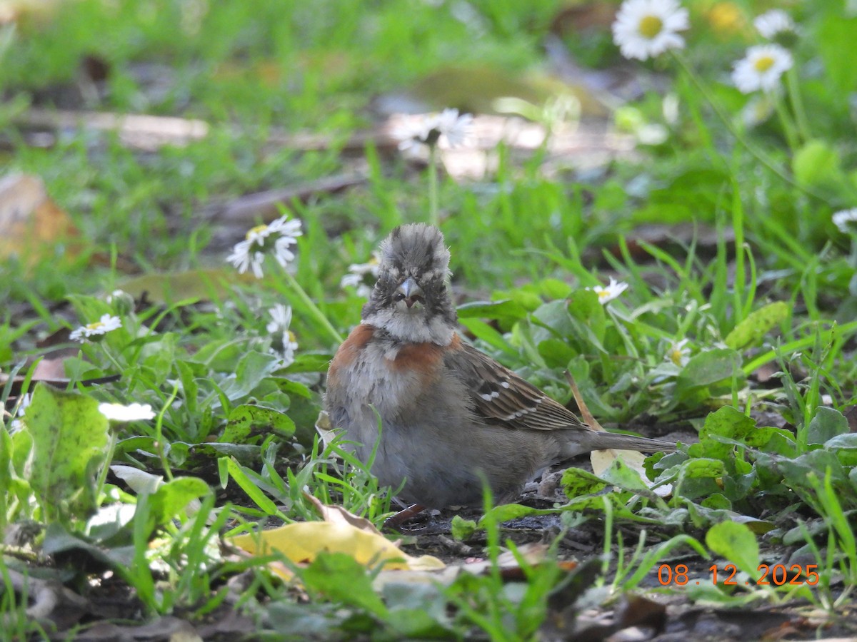 Bruant chingolo - ML646646707