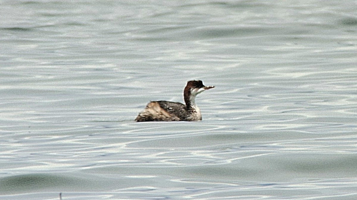 Титикакская поганка - ML646646709