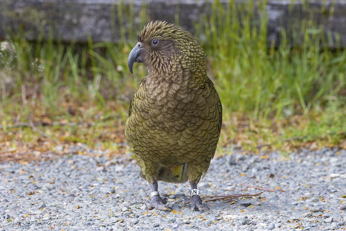 Кеа - ML646646710