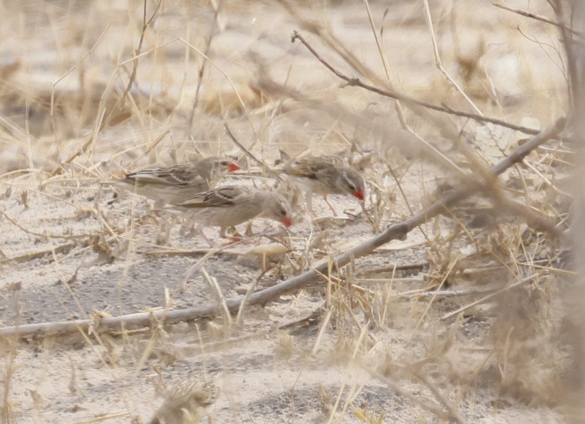 blodnebbvever - ML646646712