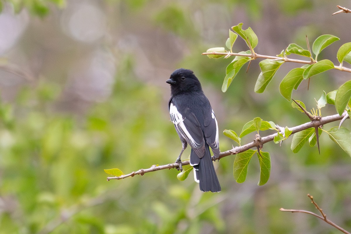 Carbonero Negro - ML646646713
