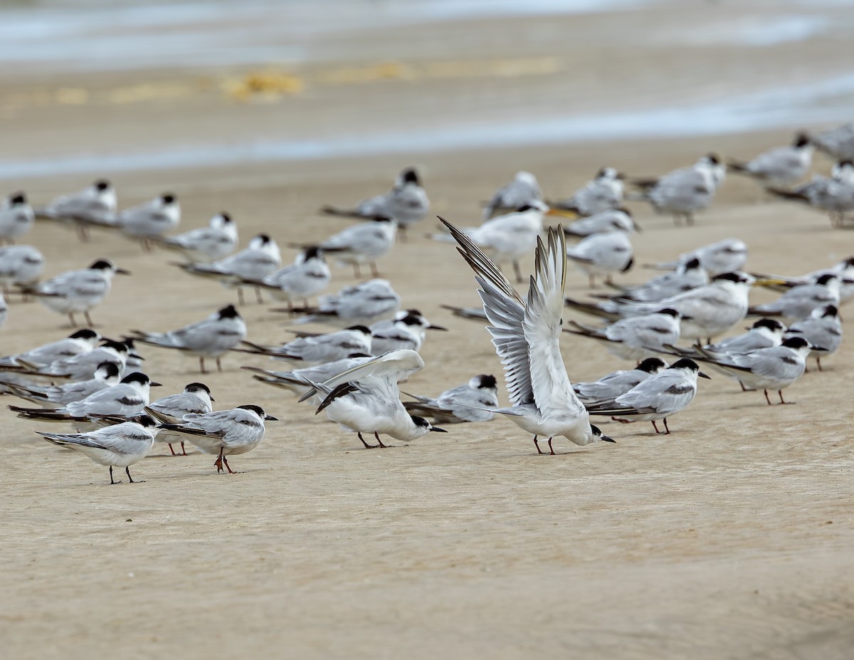 Common Tern - ML646646716