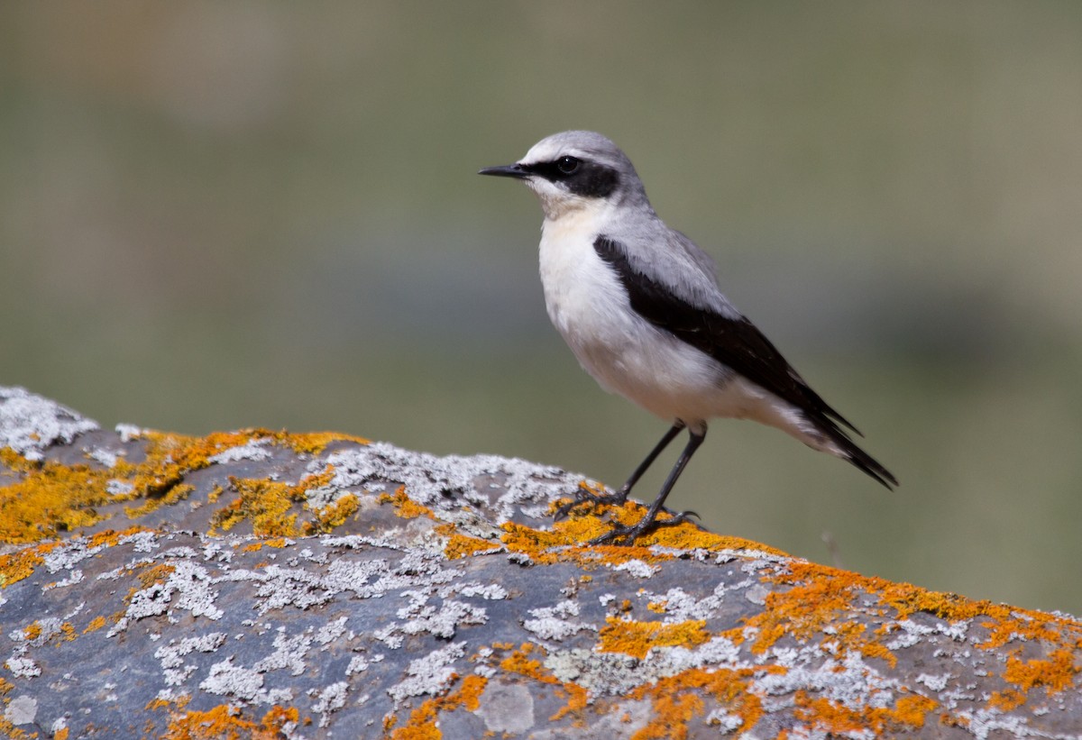 Collalba Gris - ML646646717