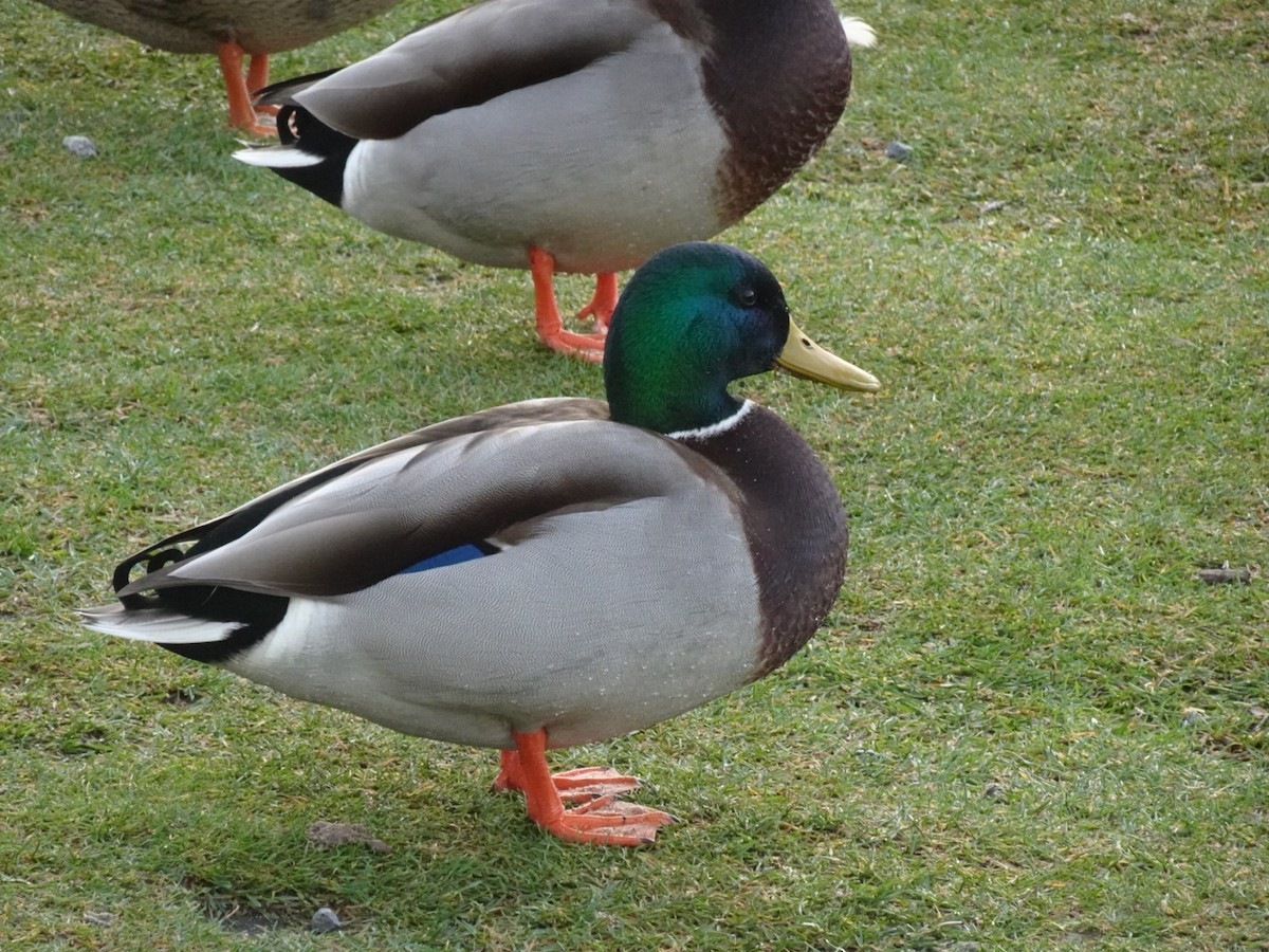 Mallard - ML646646718