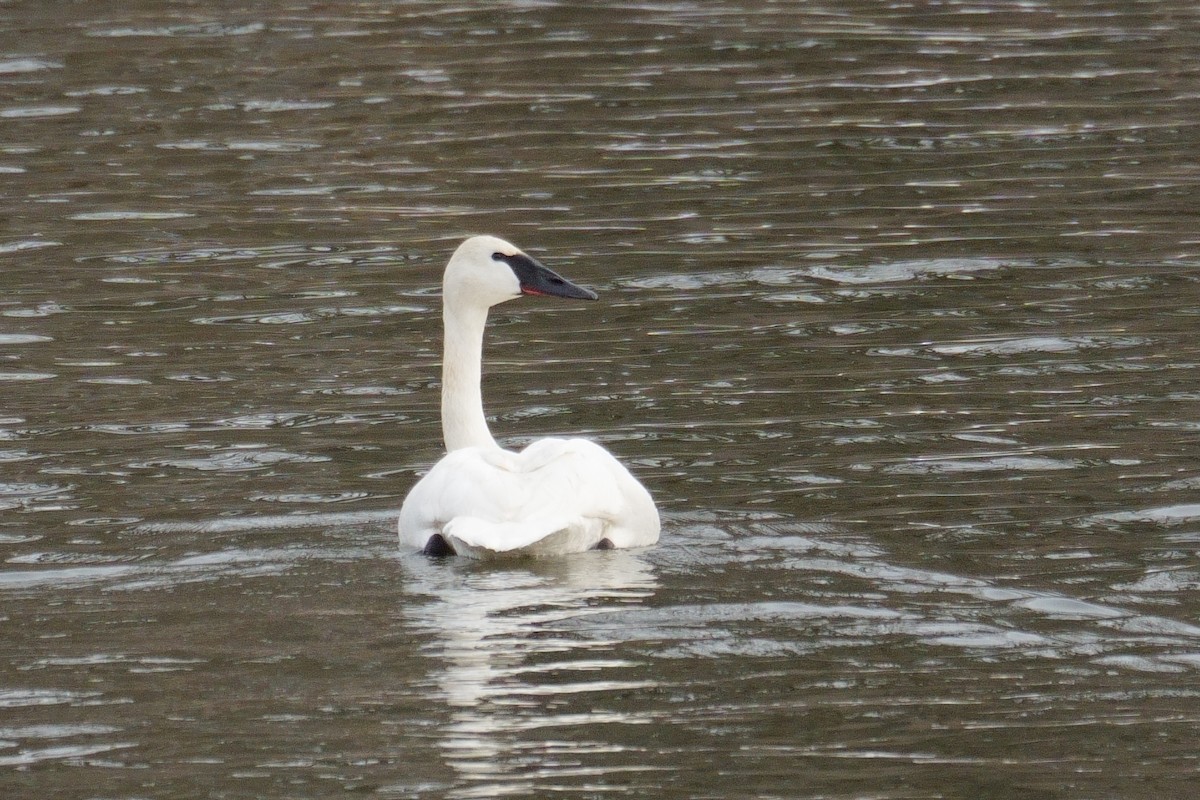 ナキハクチョウ - ML646646721