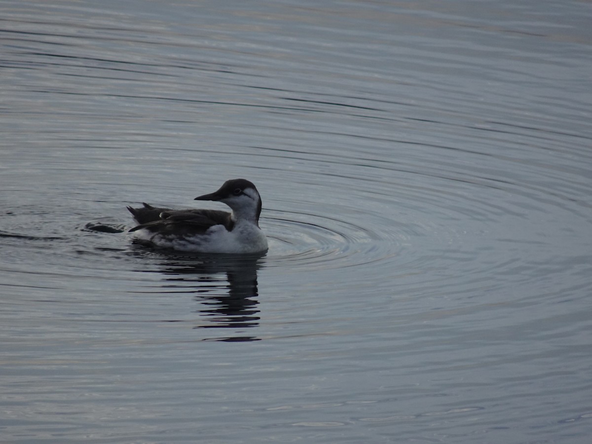 Common Murre - ML646646723