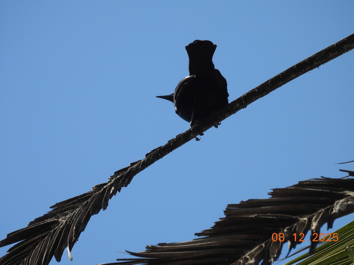 Carouge austral - ML646646724