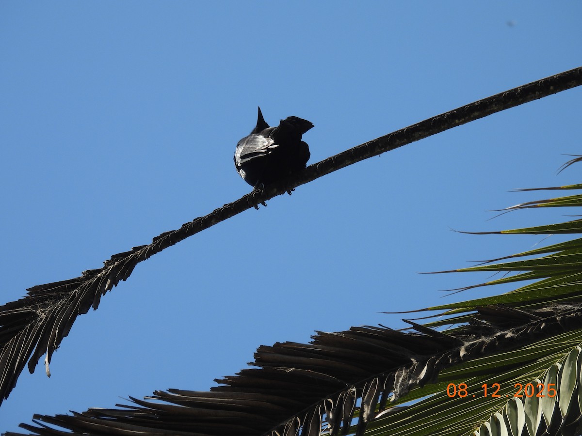 Carouge austral - ML646646725