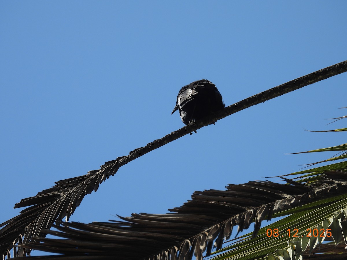 Carouge austral - ML646646726