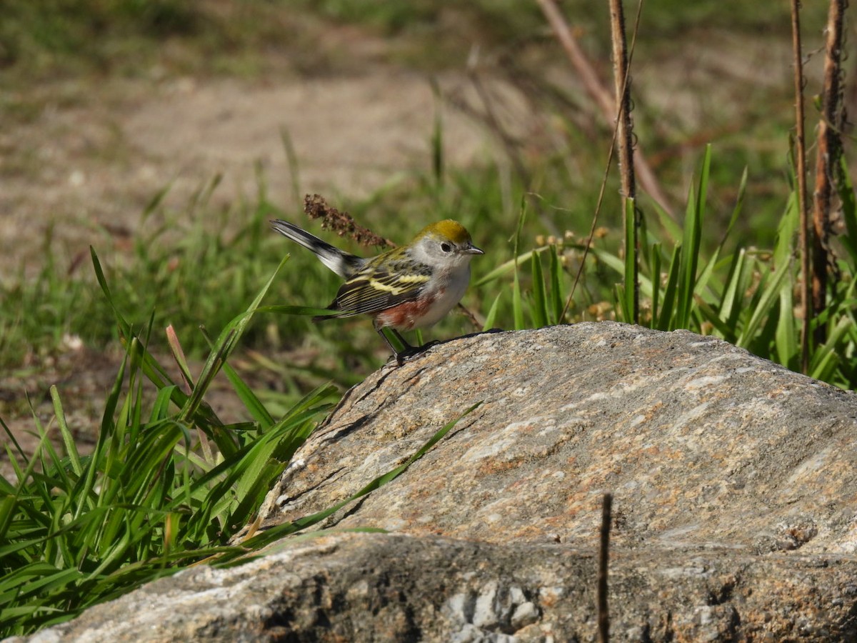 Chestnut-sided Warbler - ML646646727