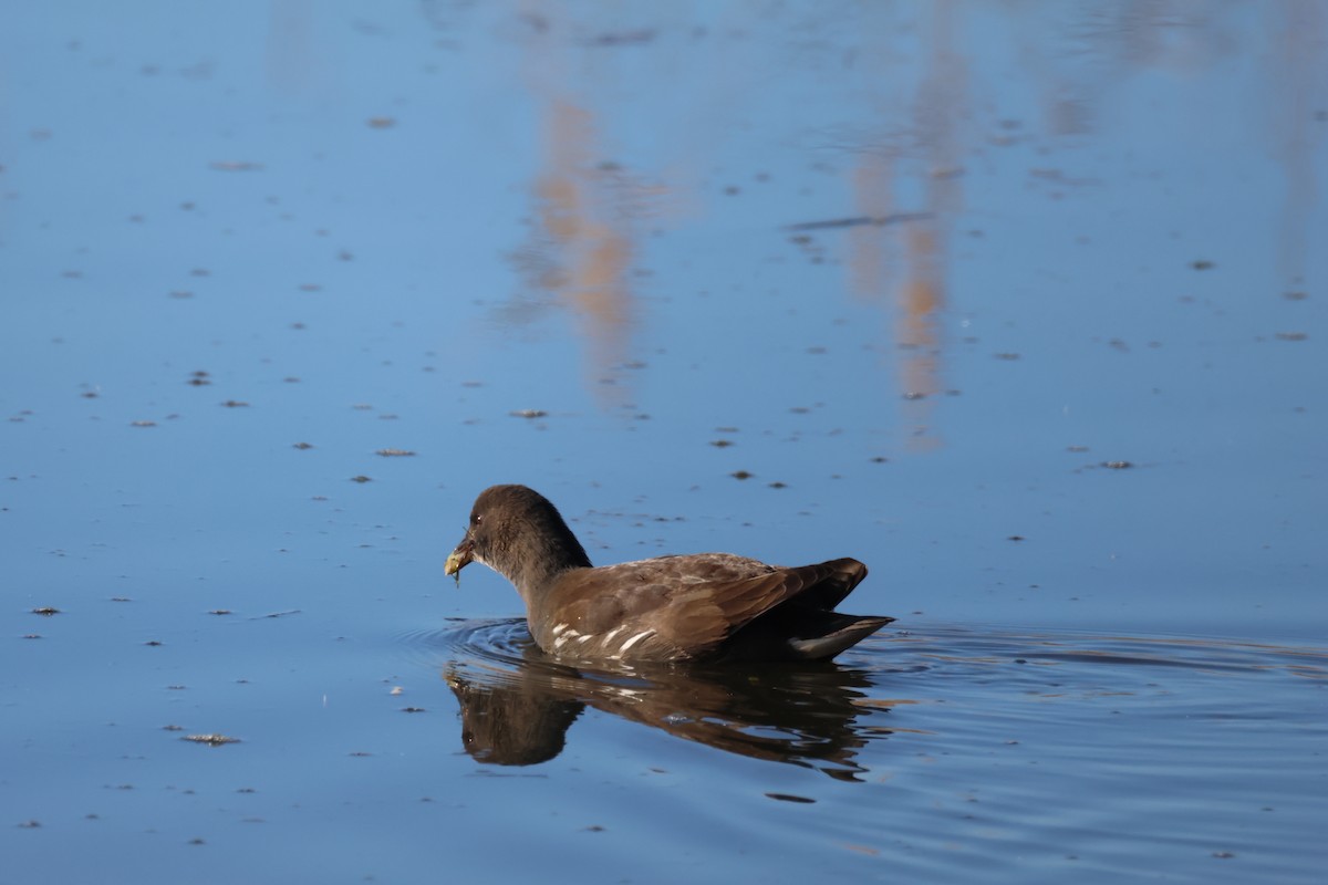 Eurasian Moorhen - ML646646734